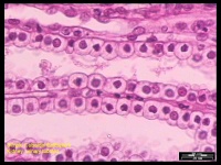 2-Simple Cuboidal Epithelium A