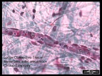 3-Loose Connective Tissue-B