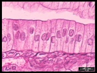 4-Simple Columnar Epithelium