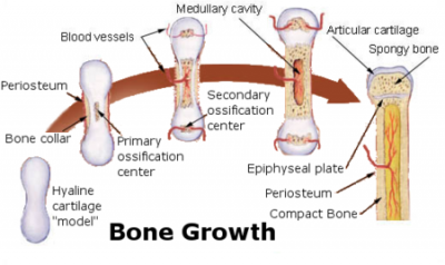 450px-Bone growth