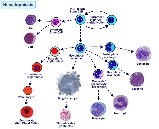 HematopoiesisImage53no1