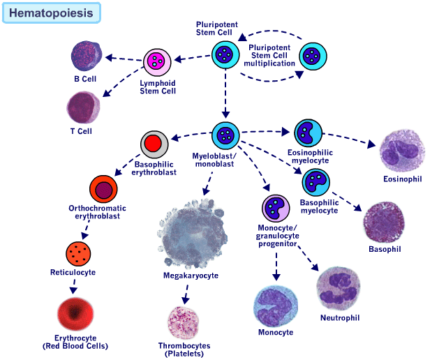 elements of blood