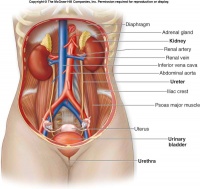 F27-1al urinary system  c