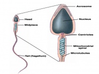 Spermstructure